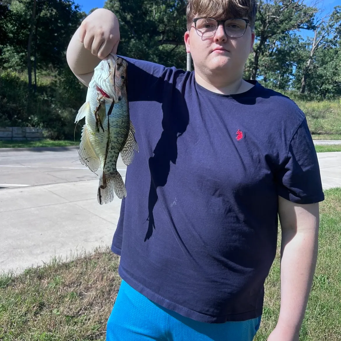 White crappie caught on Fishbrain