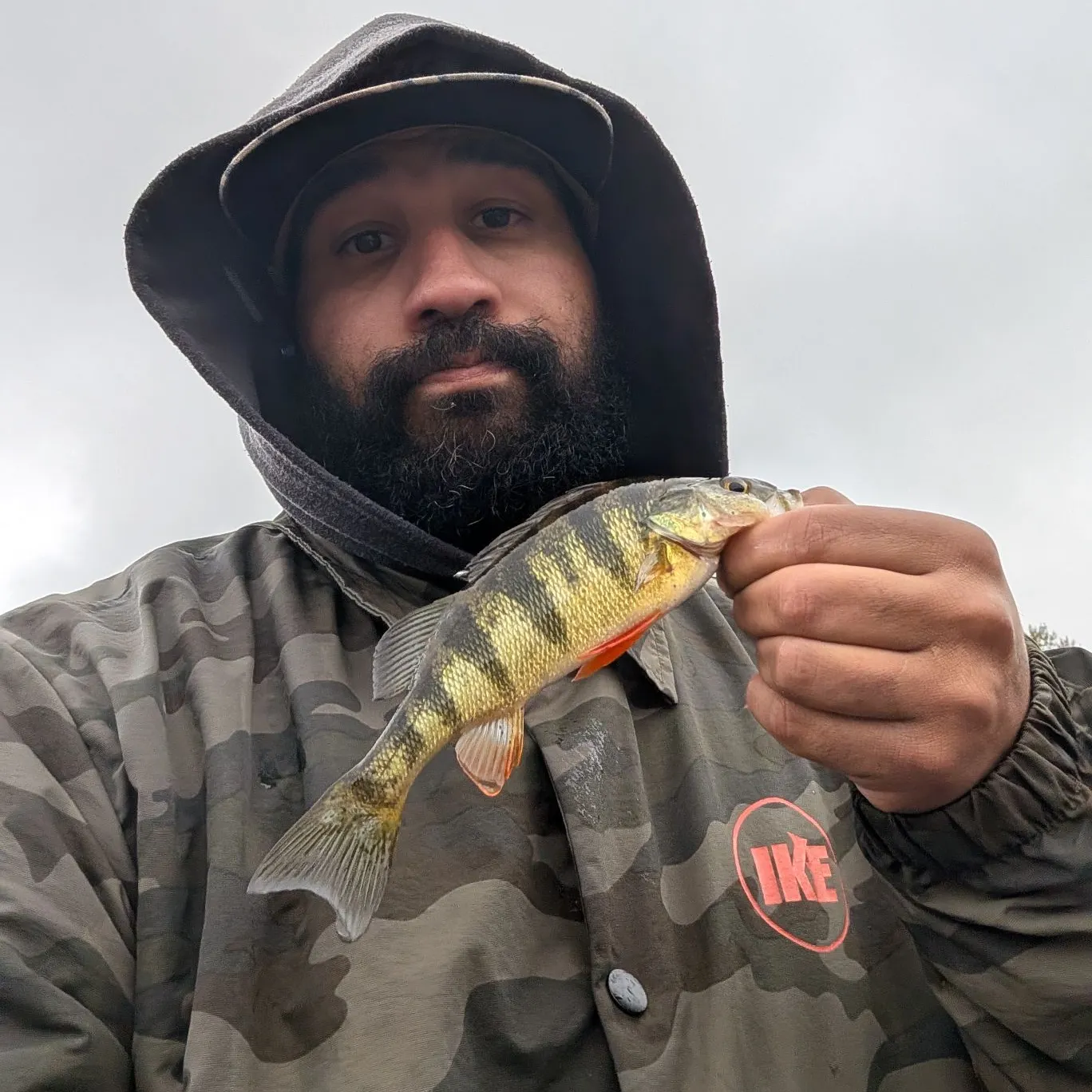 Yellow perch caught on Fishbrain