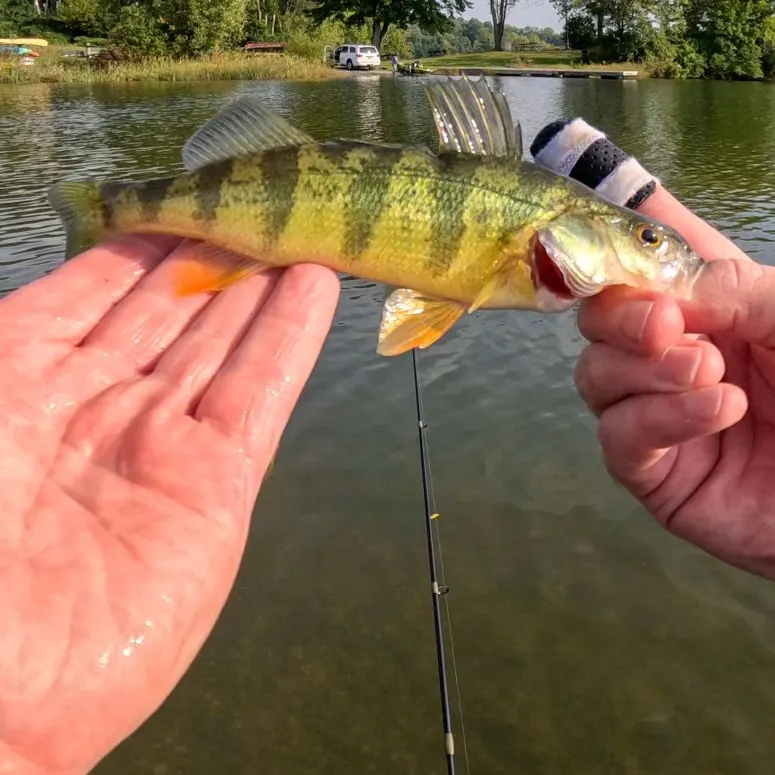 Yellow perch caught on Fishbrain