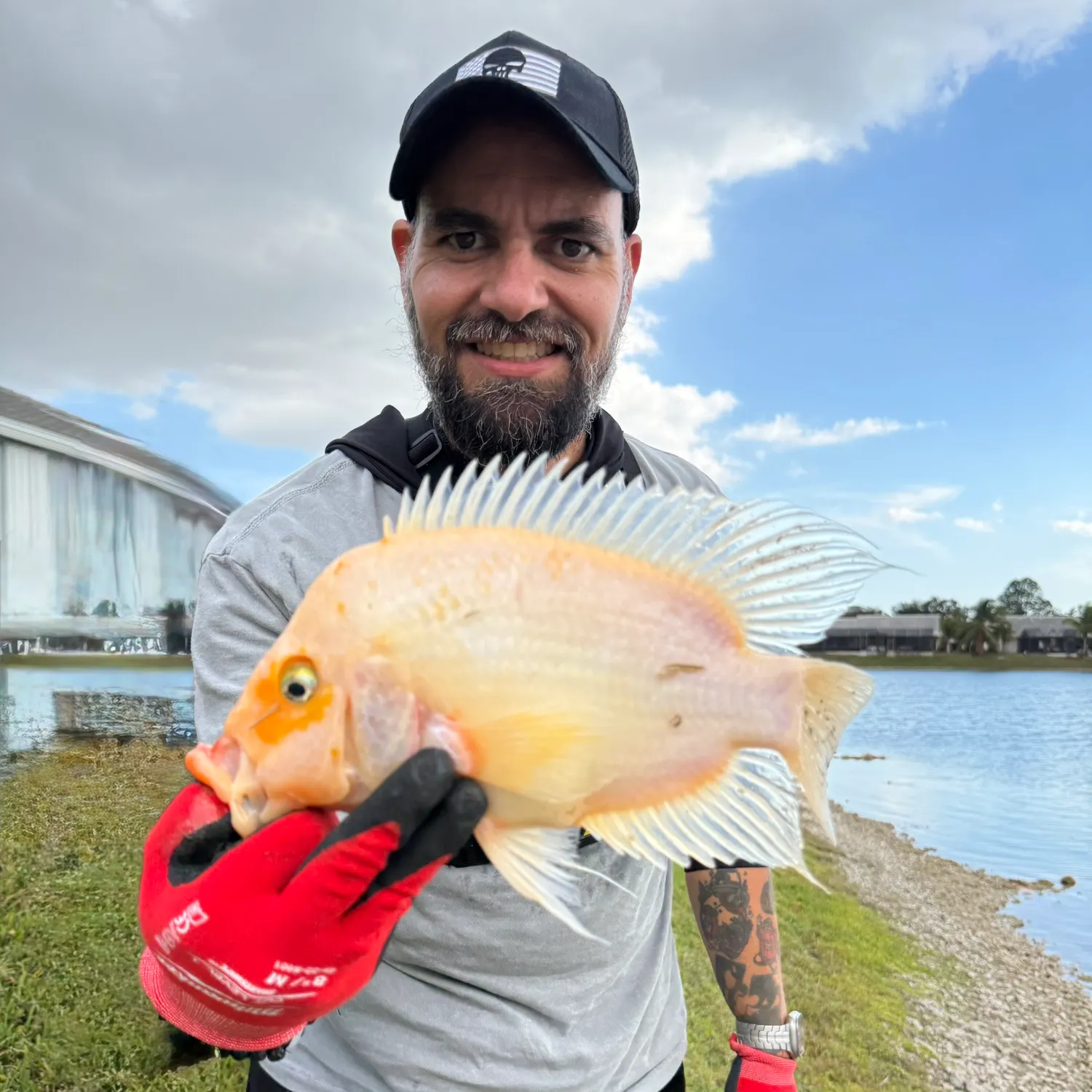 The most recent Midas cichlid catches on Fishbrain