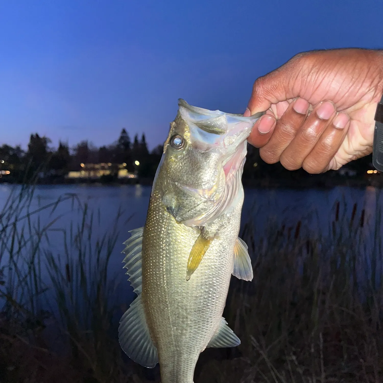 Largemouth bass caught on Fishbrain