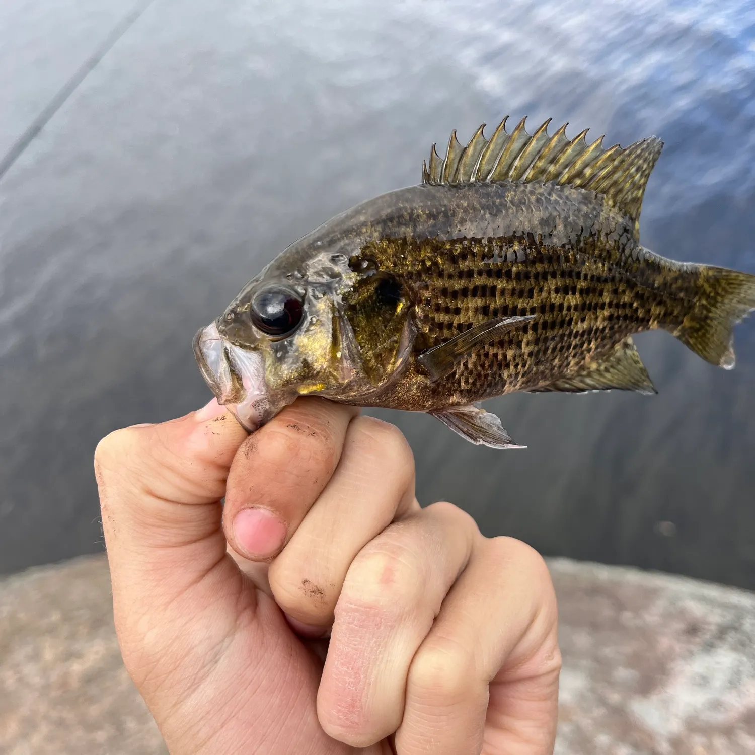 Rock bass caught on Fishbrain
