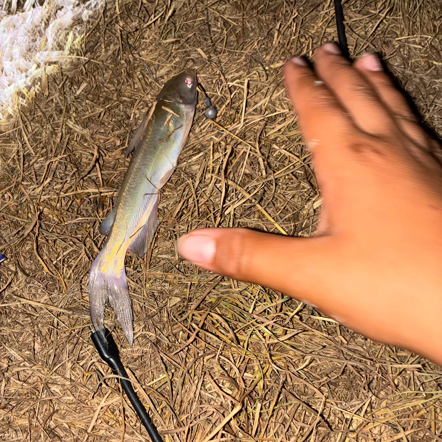 Fish caught on Fishbrain