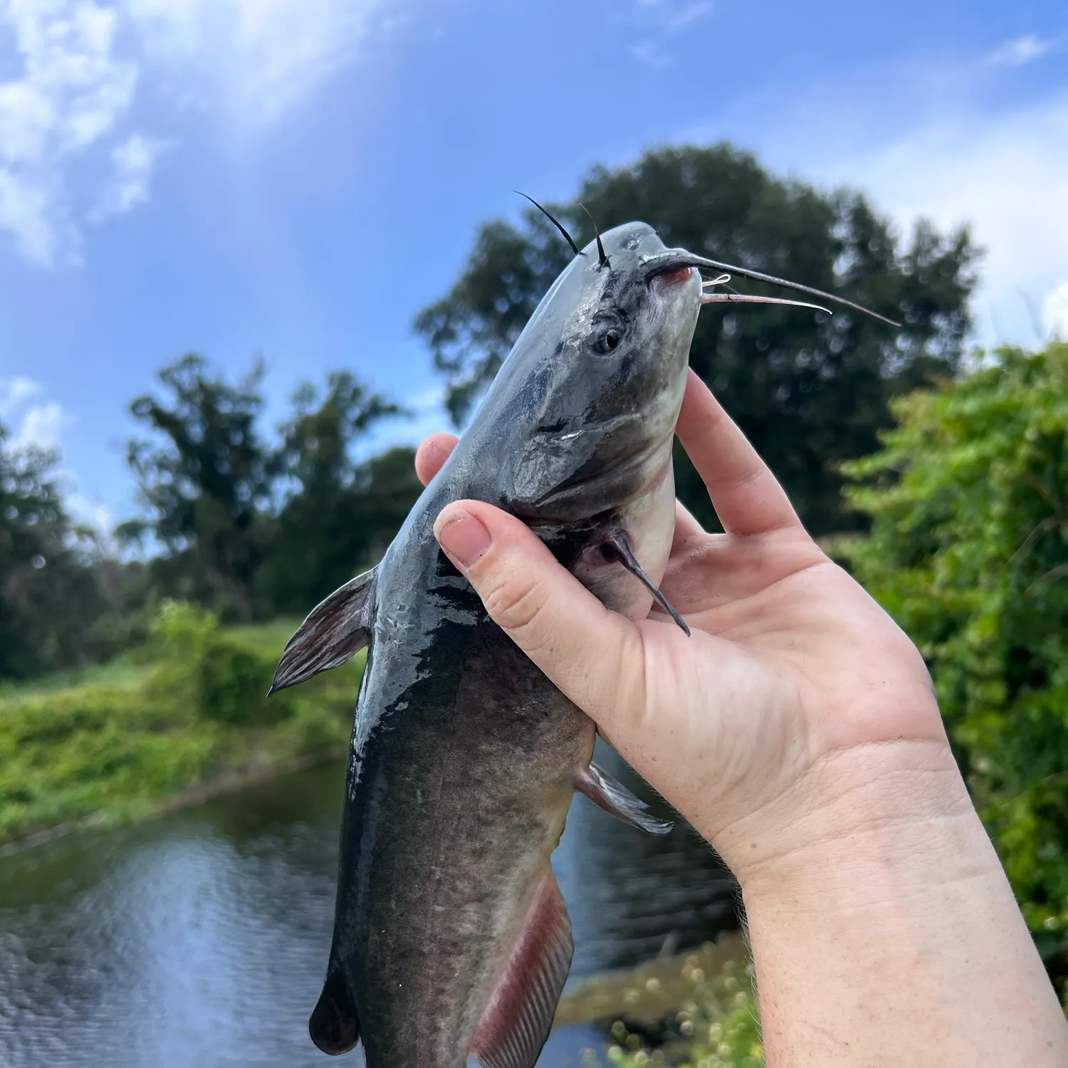 Black bullhead caught on Fishbrain