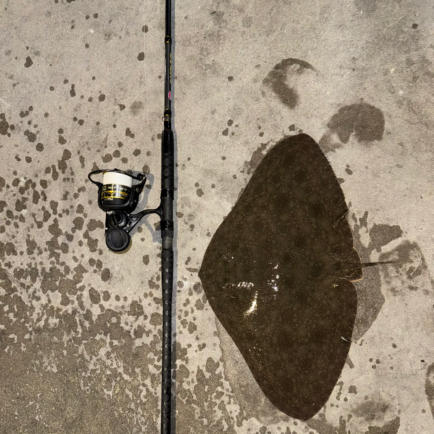 The most recent California butterfly ray catches on Fishbrain