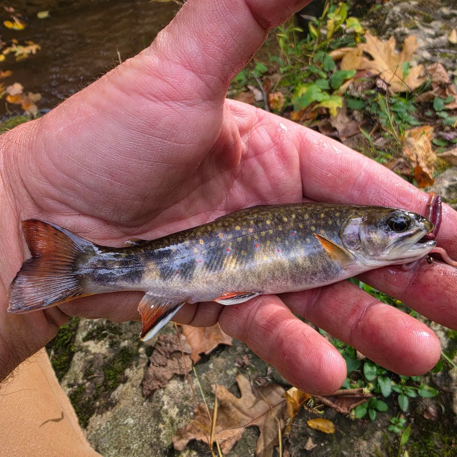 Brook trout caught on Fishbrain