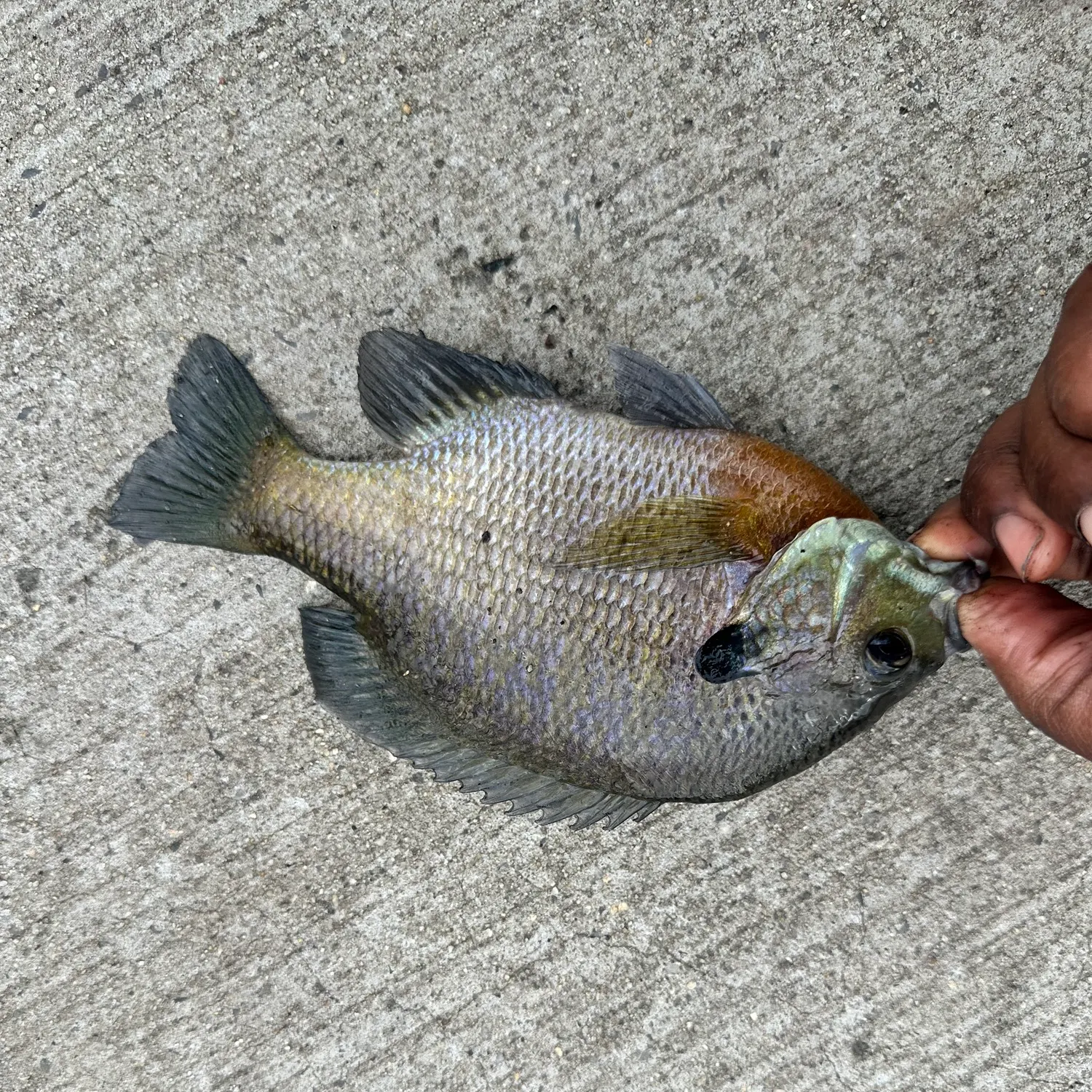 Bluegill caught on Fishbrain