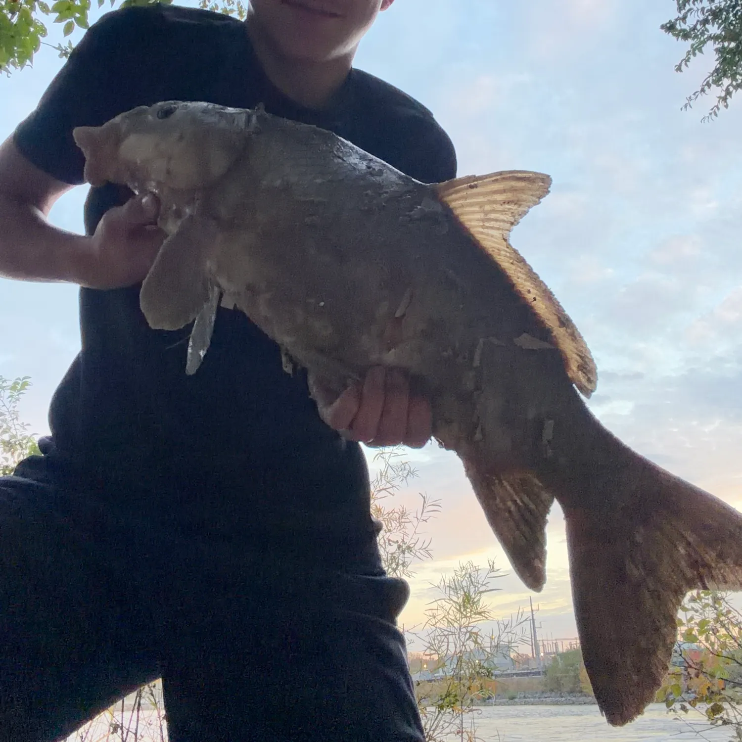 Smallmouth buffalo caught on Fishbrain