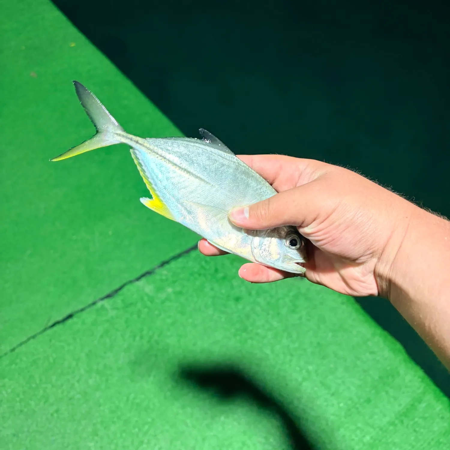 Yellow jack caught on Fishbrain