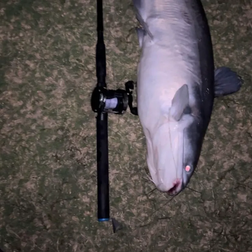 Blue catfish caught on Fishbrain
