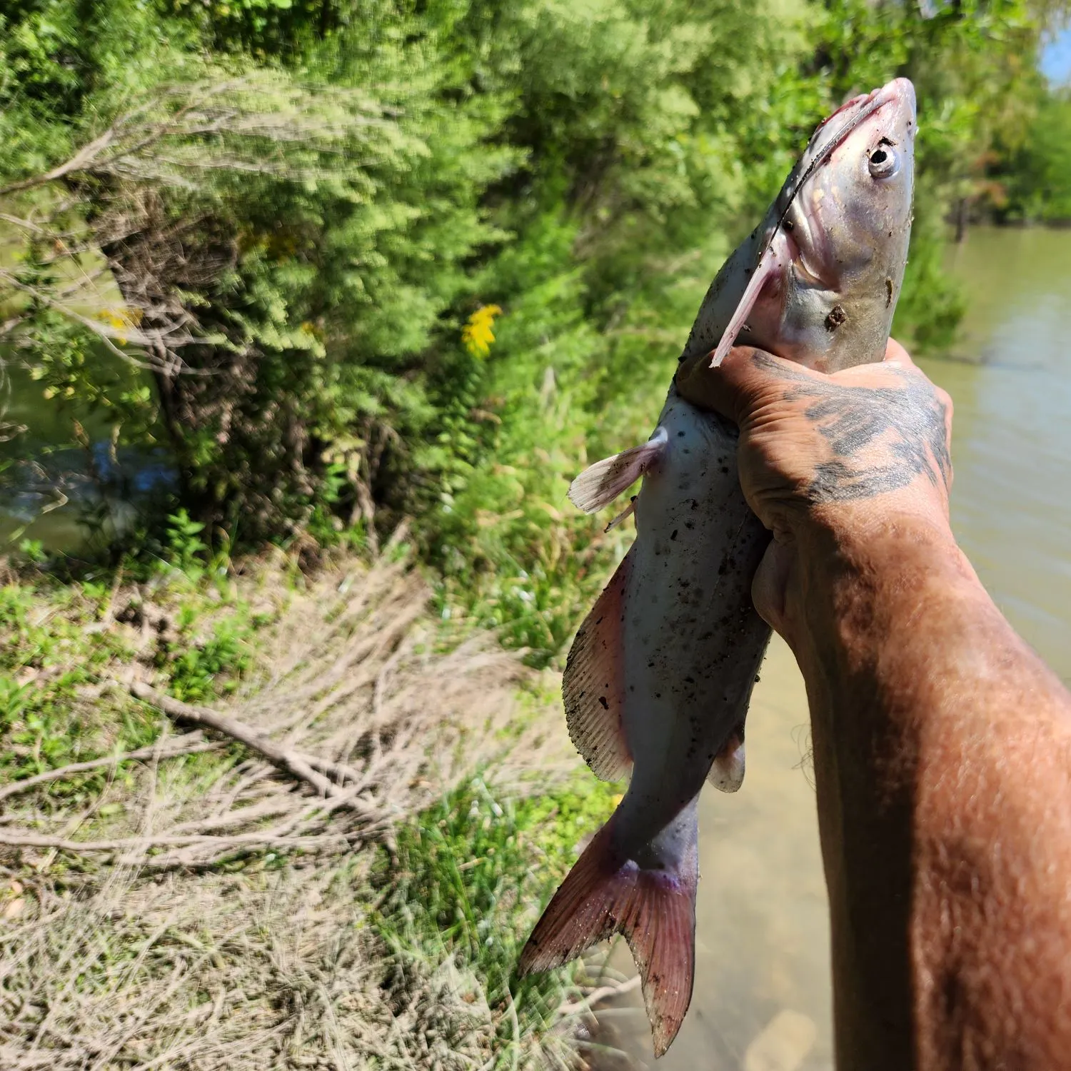 Channel catfish caught on Fishbrain