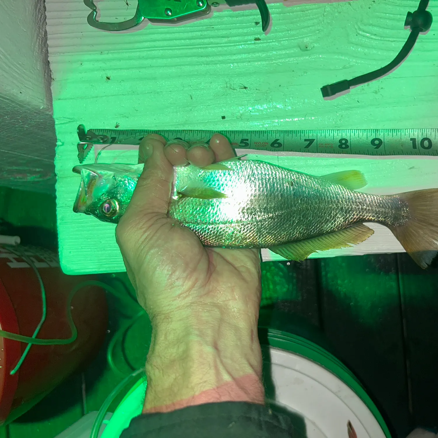 The most recent Sand seatrout catches on Fishbrain