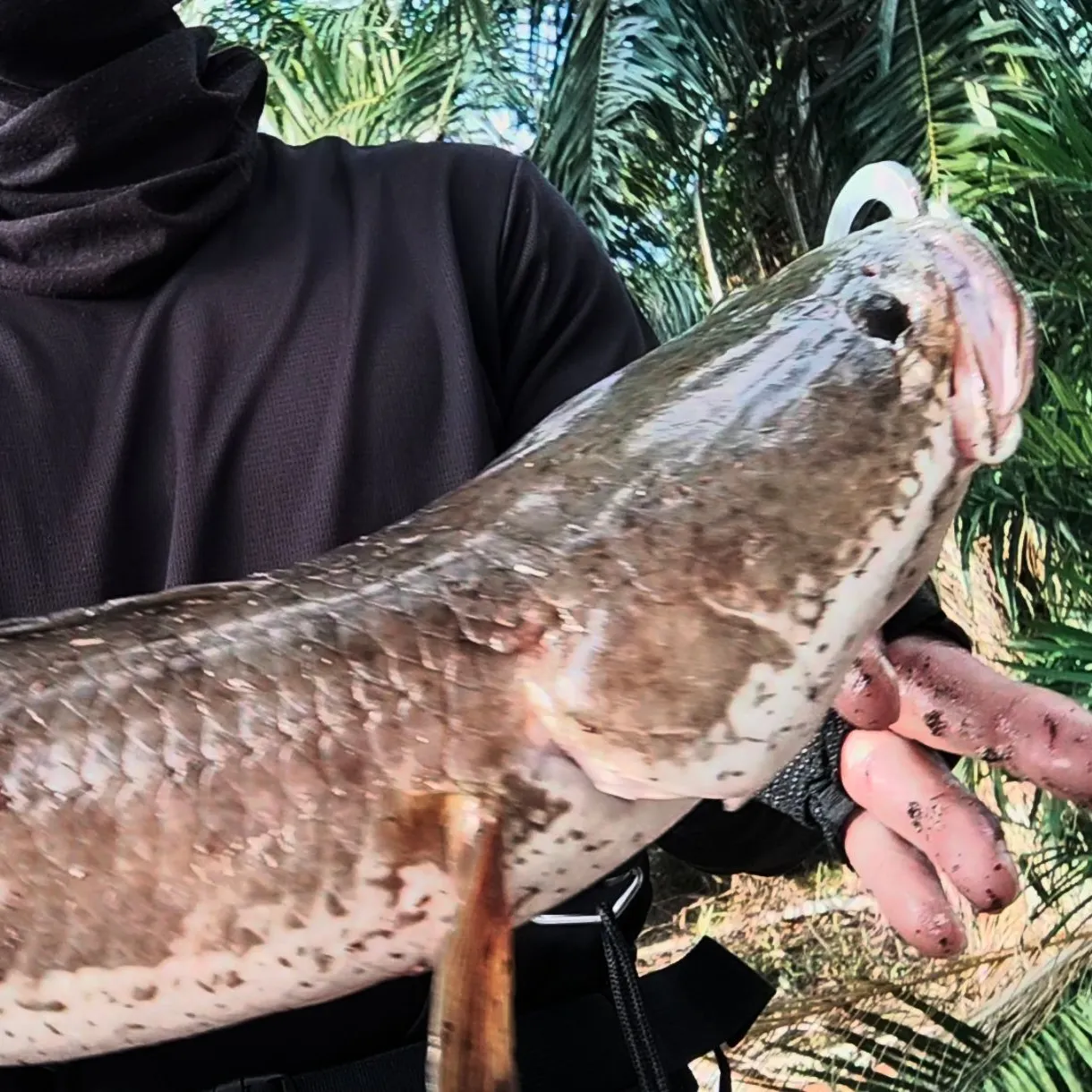 The most recent Striped snakehead catches on Fishbrain