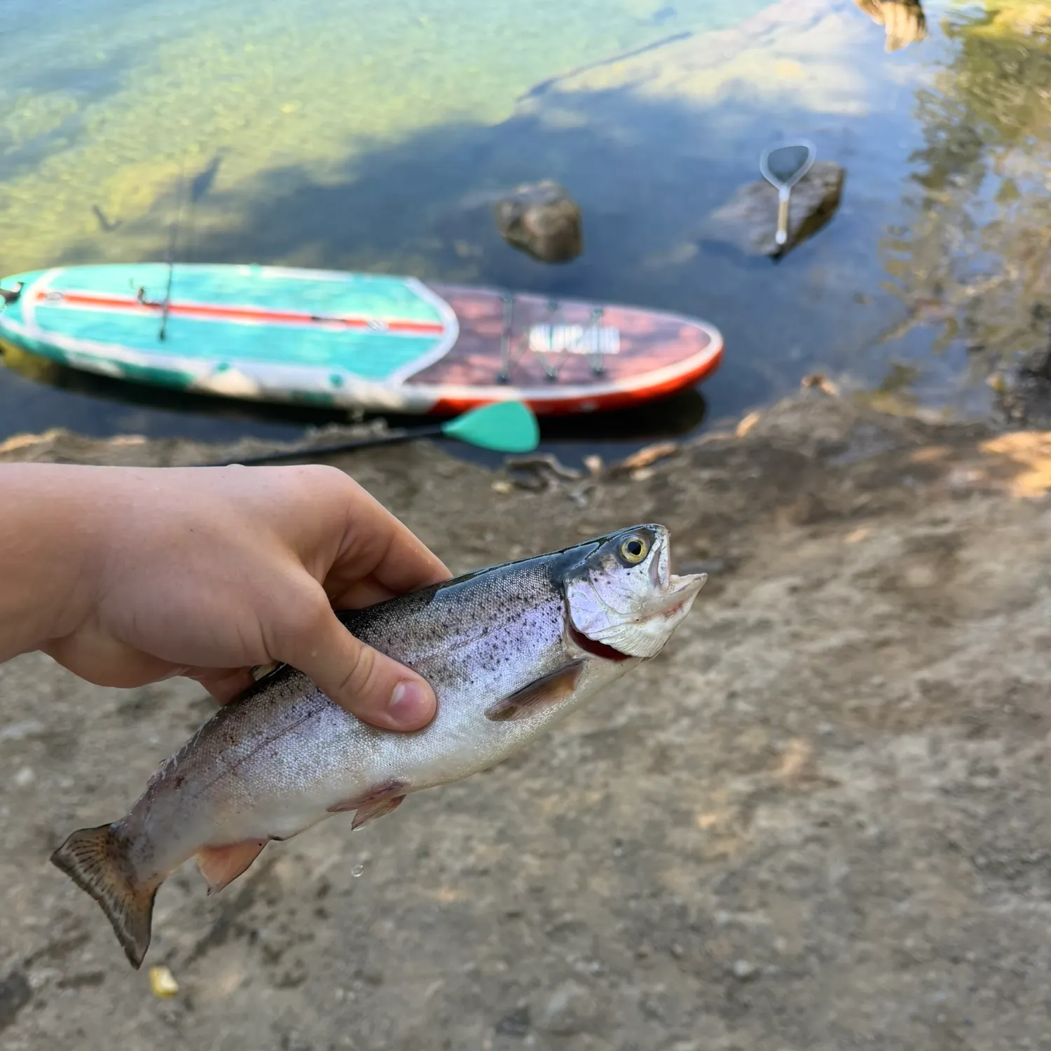 Rainbow trout caught on Fishbrain