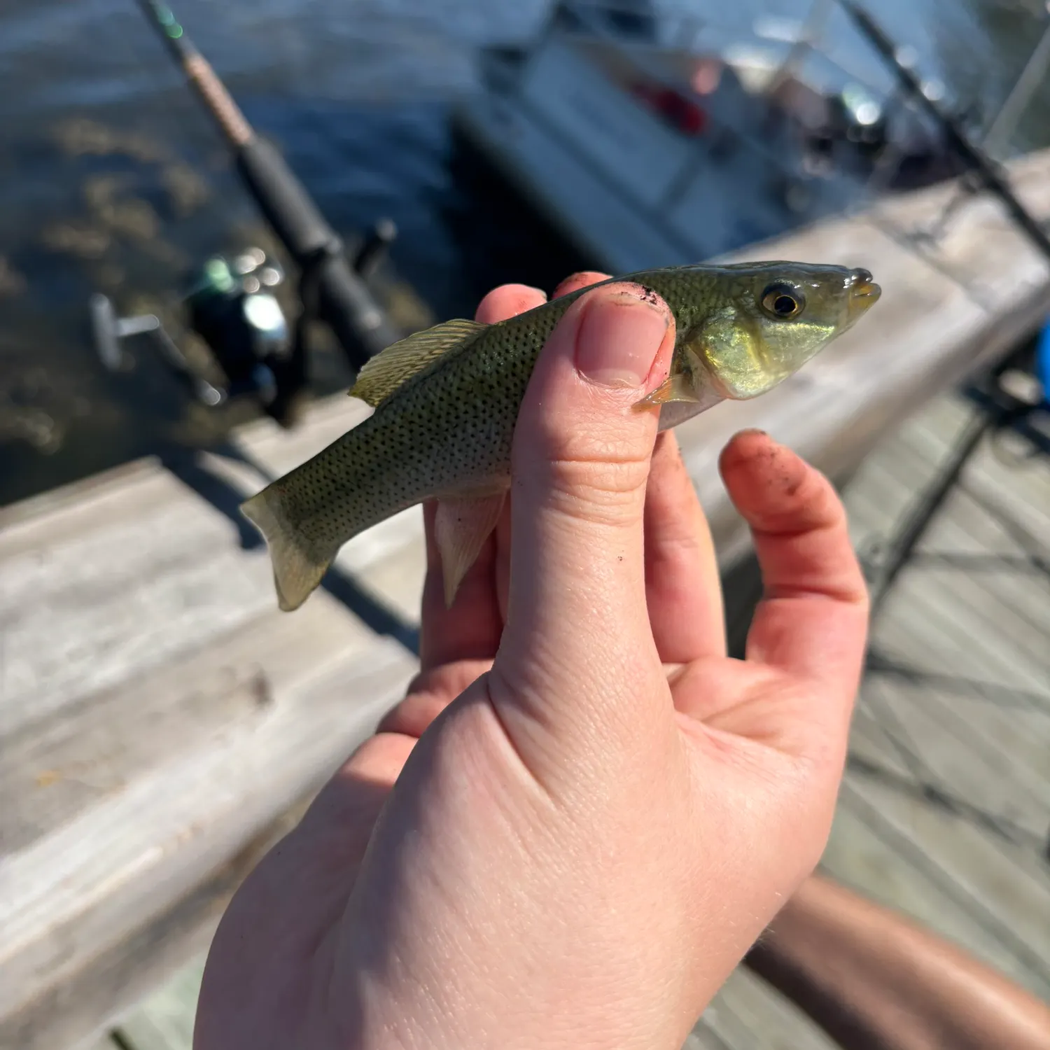 Seminole killifish caught on Fishbrain