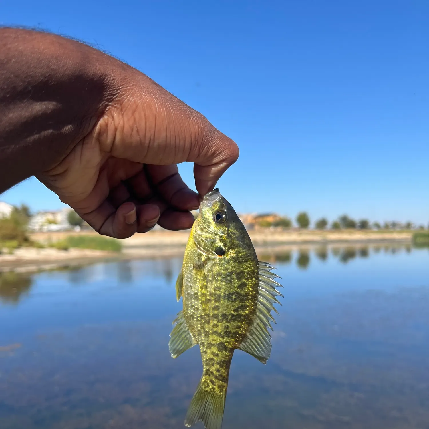 Redear sunfish caught on Fishbrain