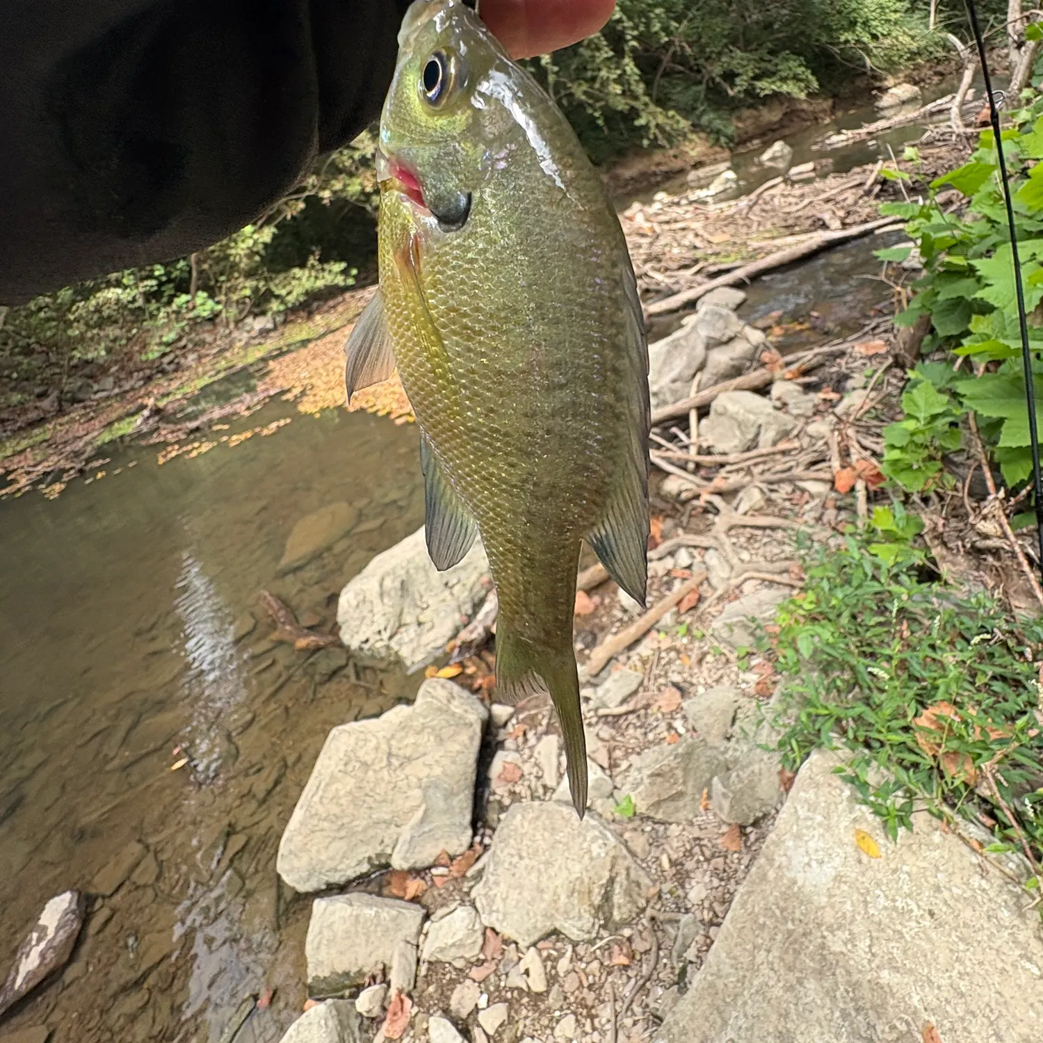 Bluegill caught on Fishbrain