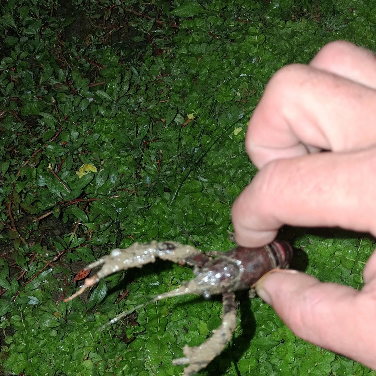 The most recent Northern clearwater crayfish catches on Fishbrain
