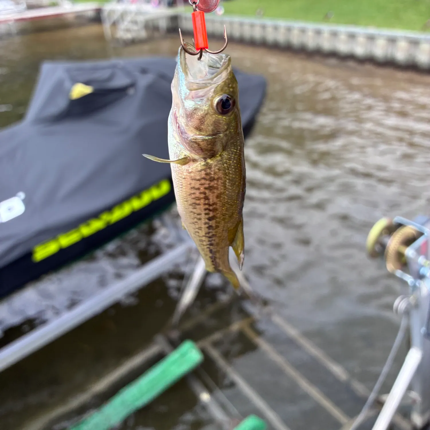 The most recent Largemouth bass catches on Fishbrain