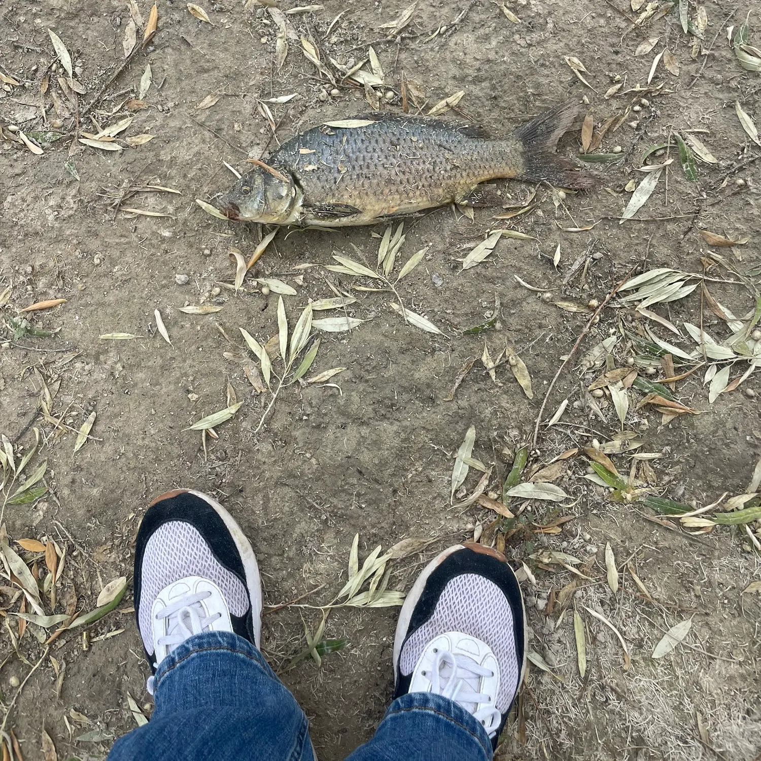 Common carp caught on Fishbrain