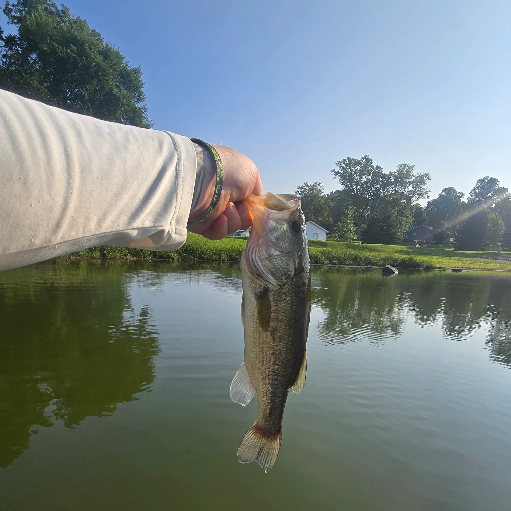 Largemouth bass caught on Fishbrain
