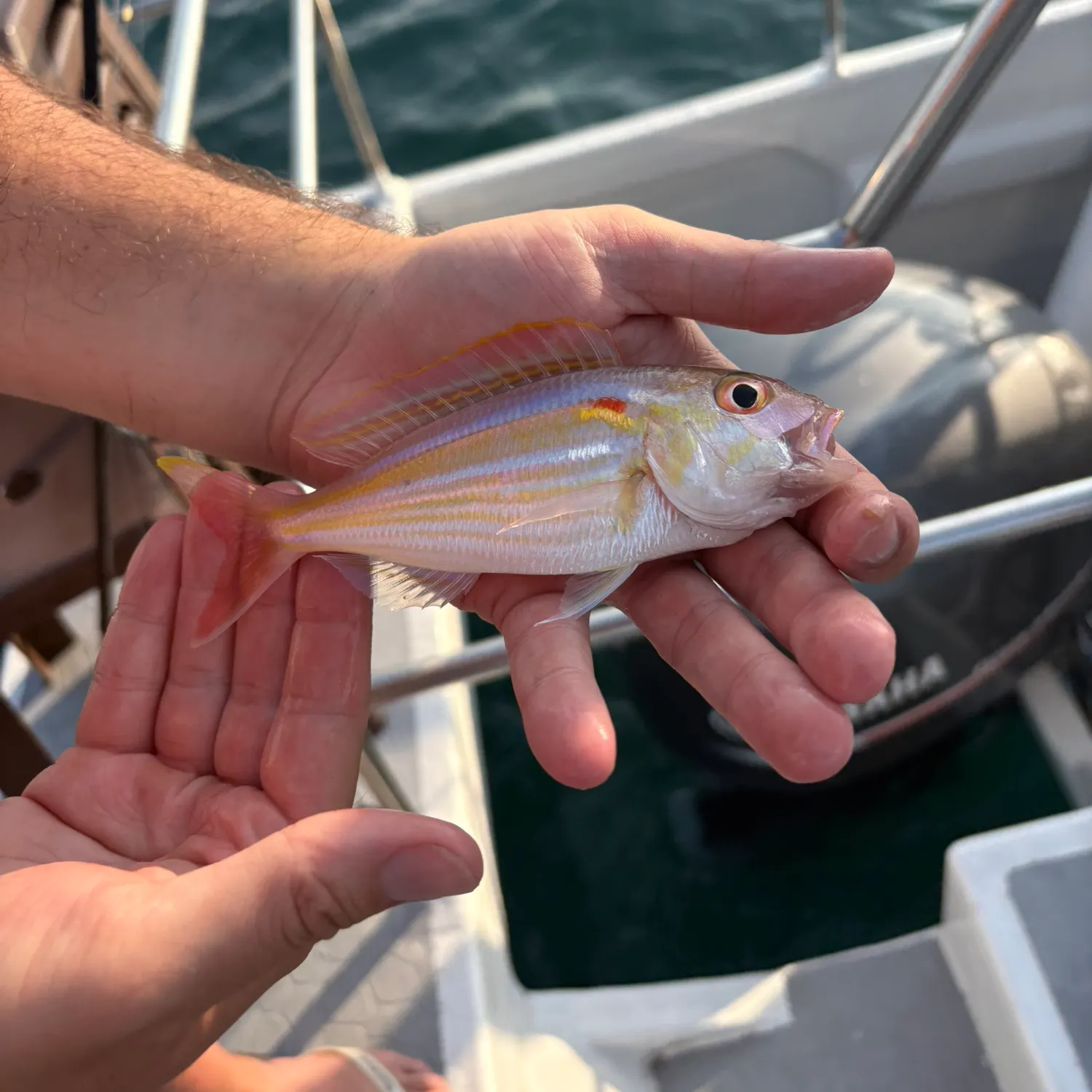 The most recent Japanese threadfin bream catches on Fishbrain