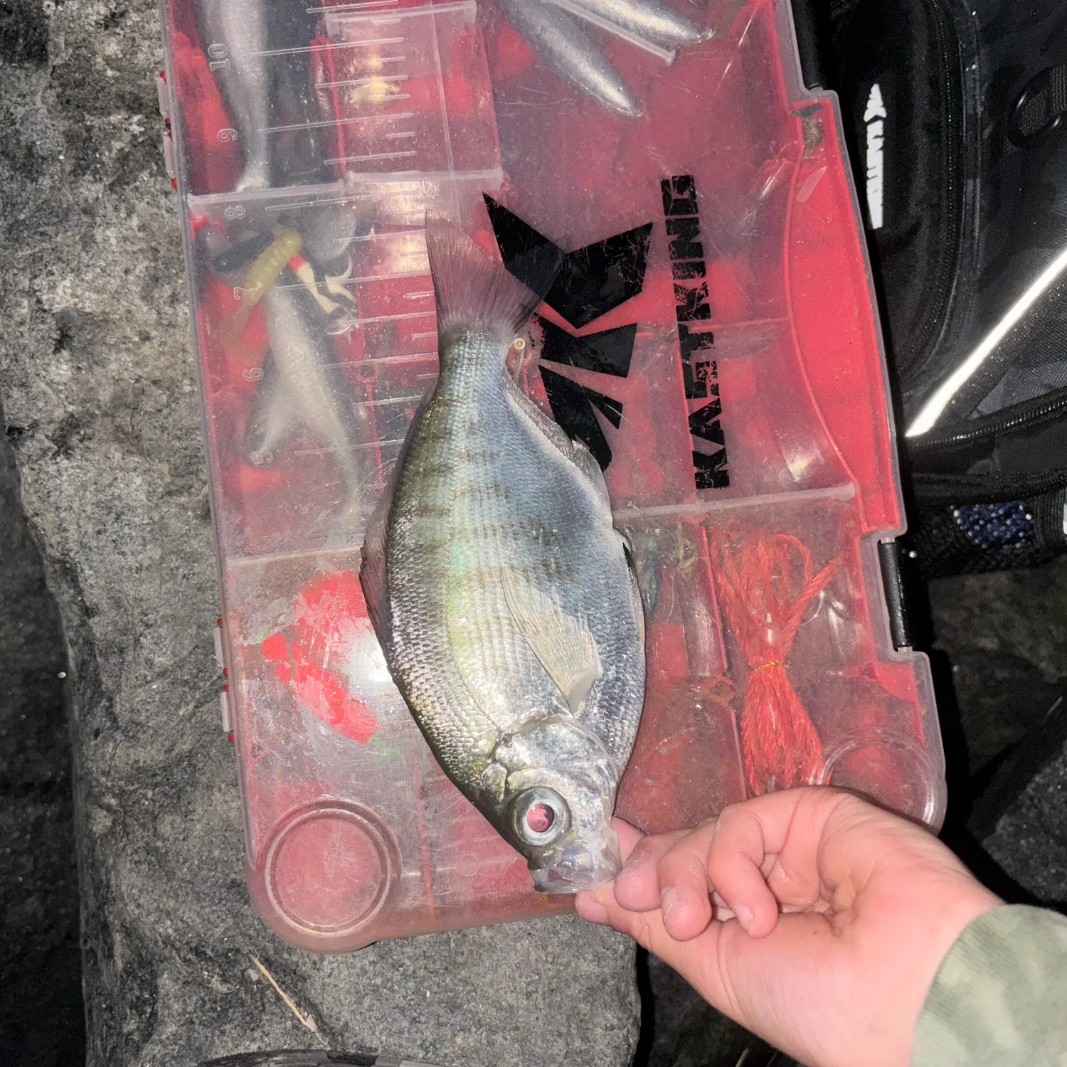 The most recent Walleye surfperch catches on Fishbrain