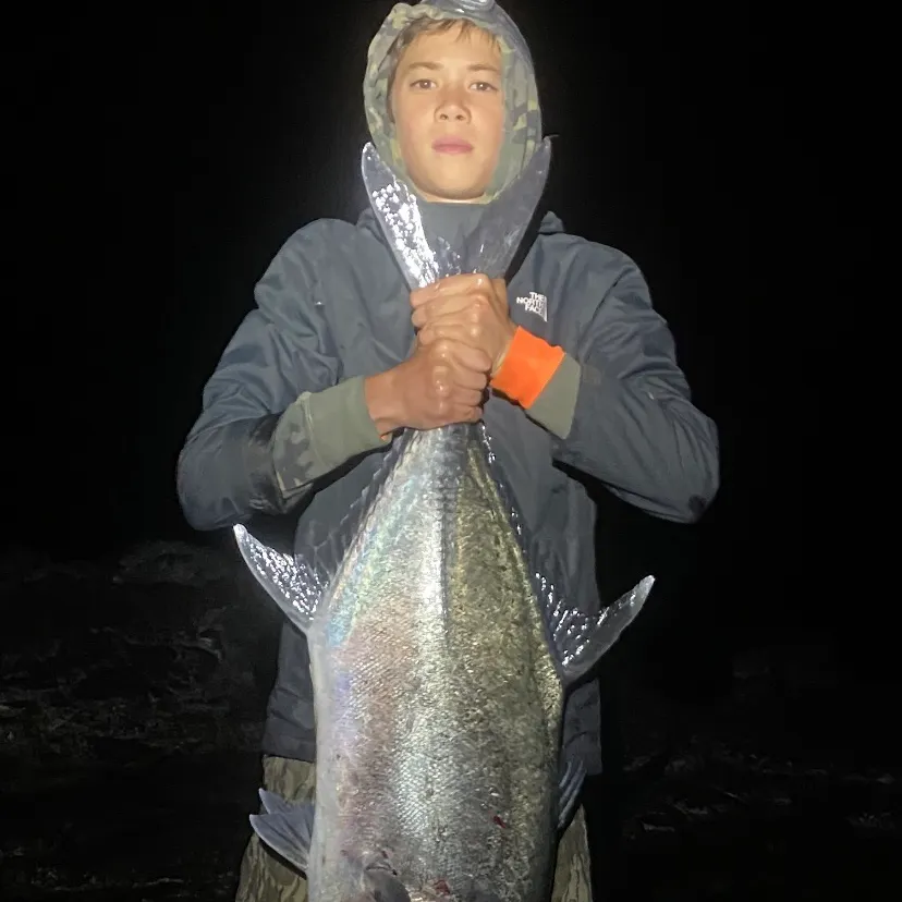 The most recent Giant trevally catches on Fishbrain