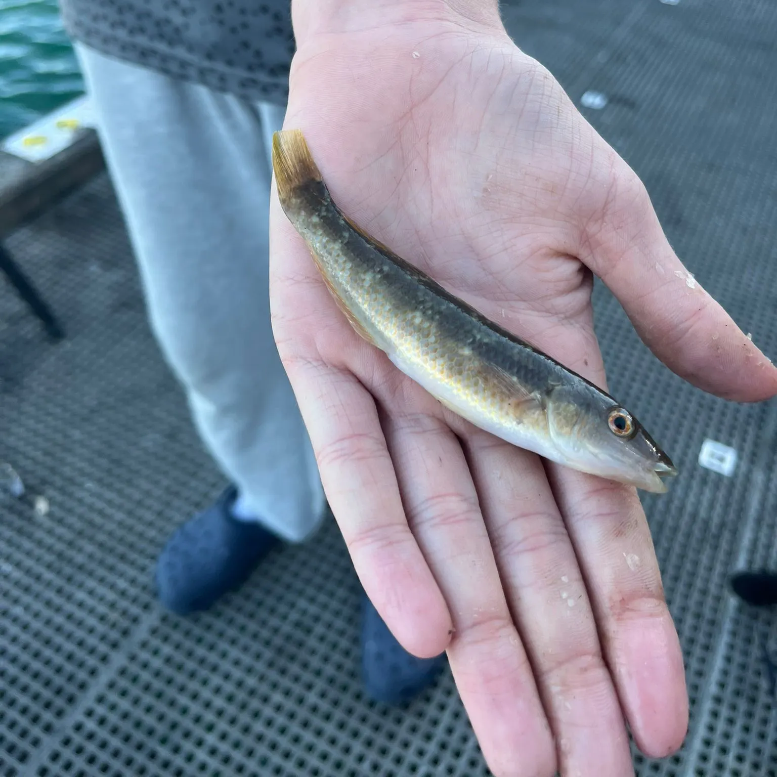 The most recent Blue-throated wrasse catches on Fishbrain