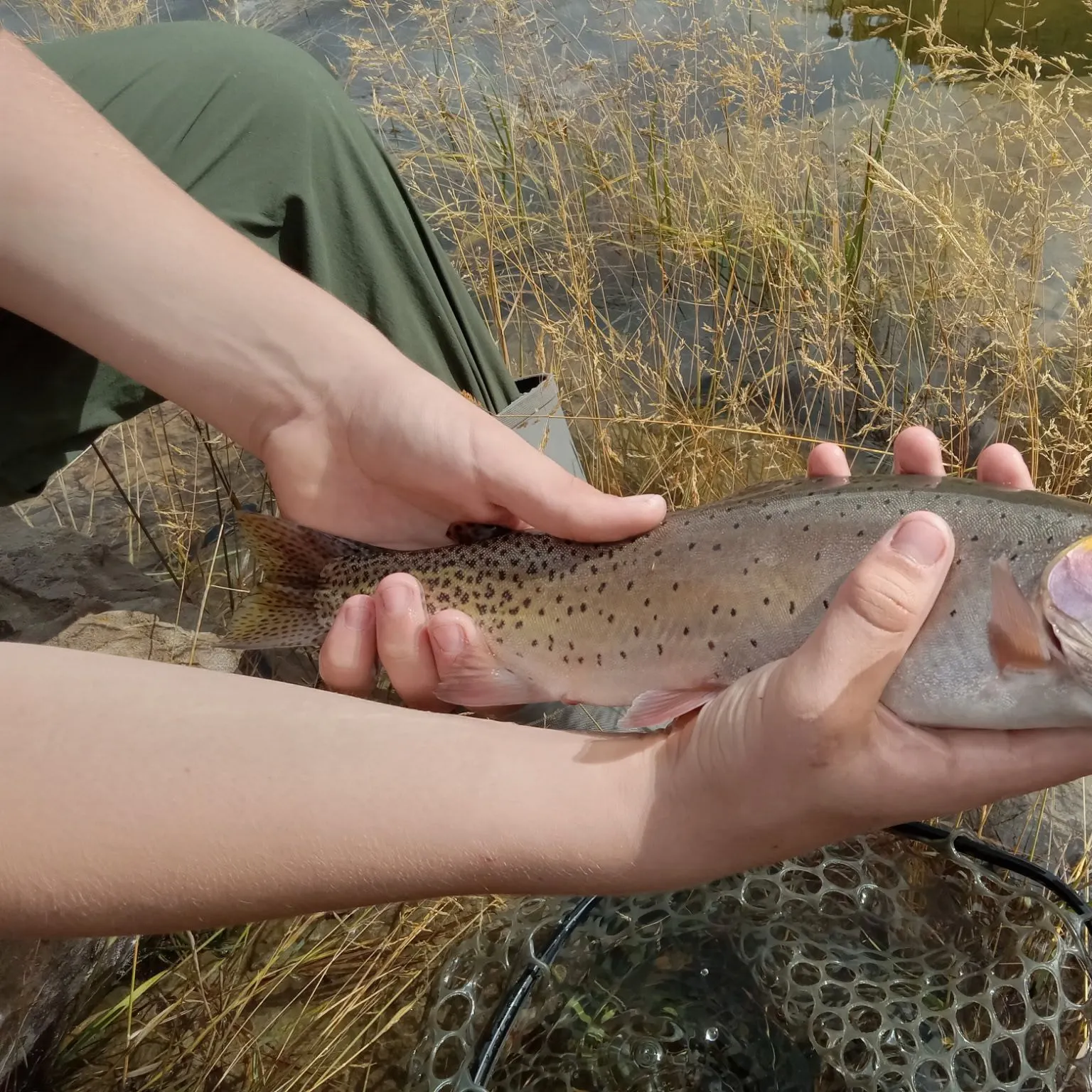 The most recent Colorado river cutthroat trout catches on Fishbrain