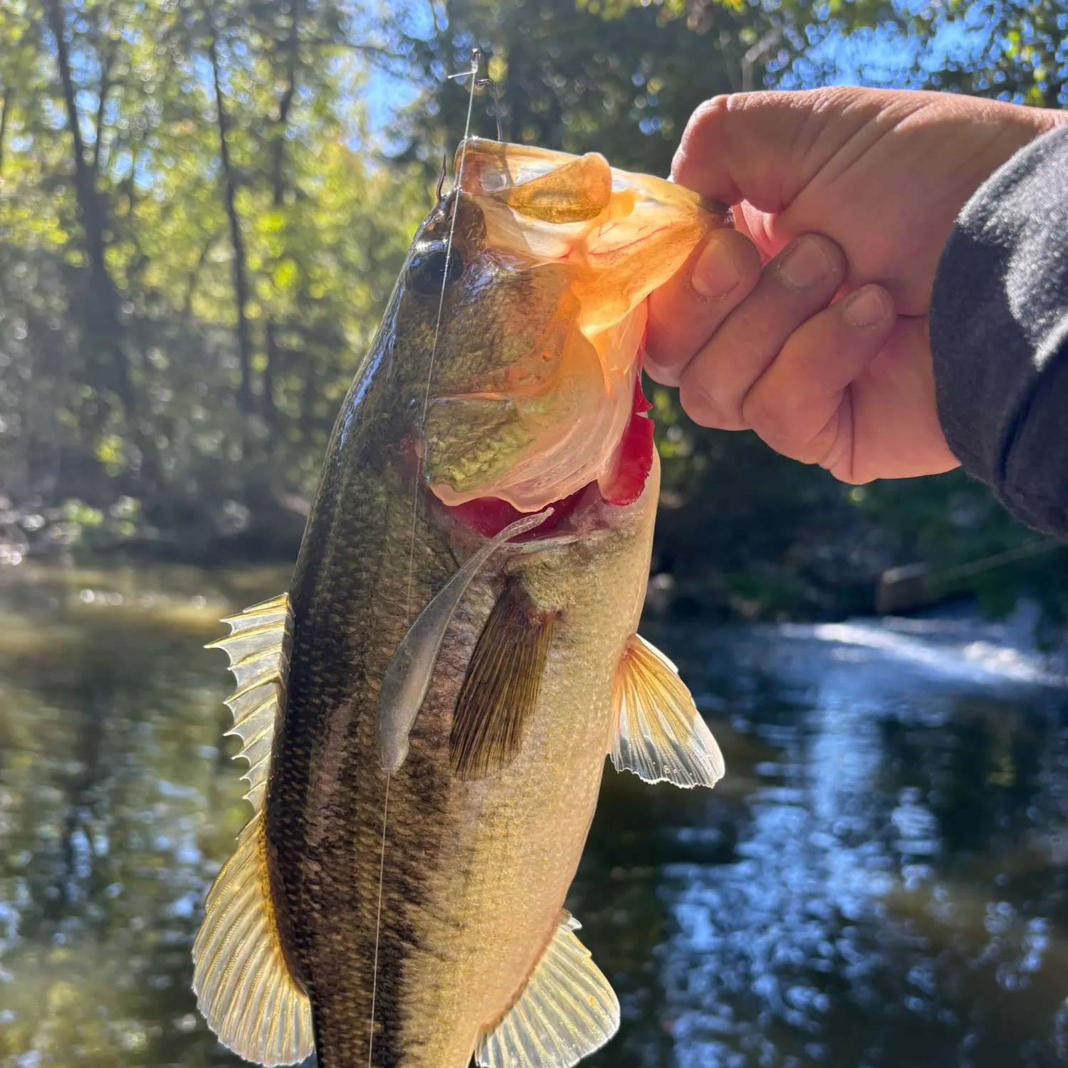 Largemouth bass caught on Fishbrain