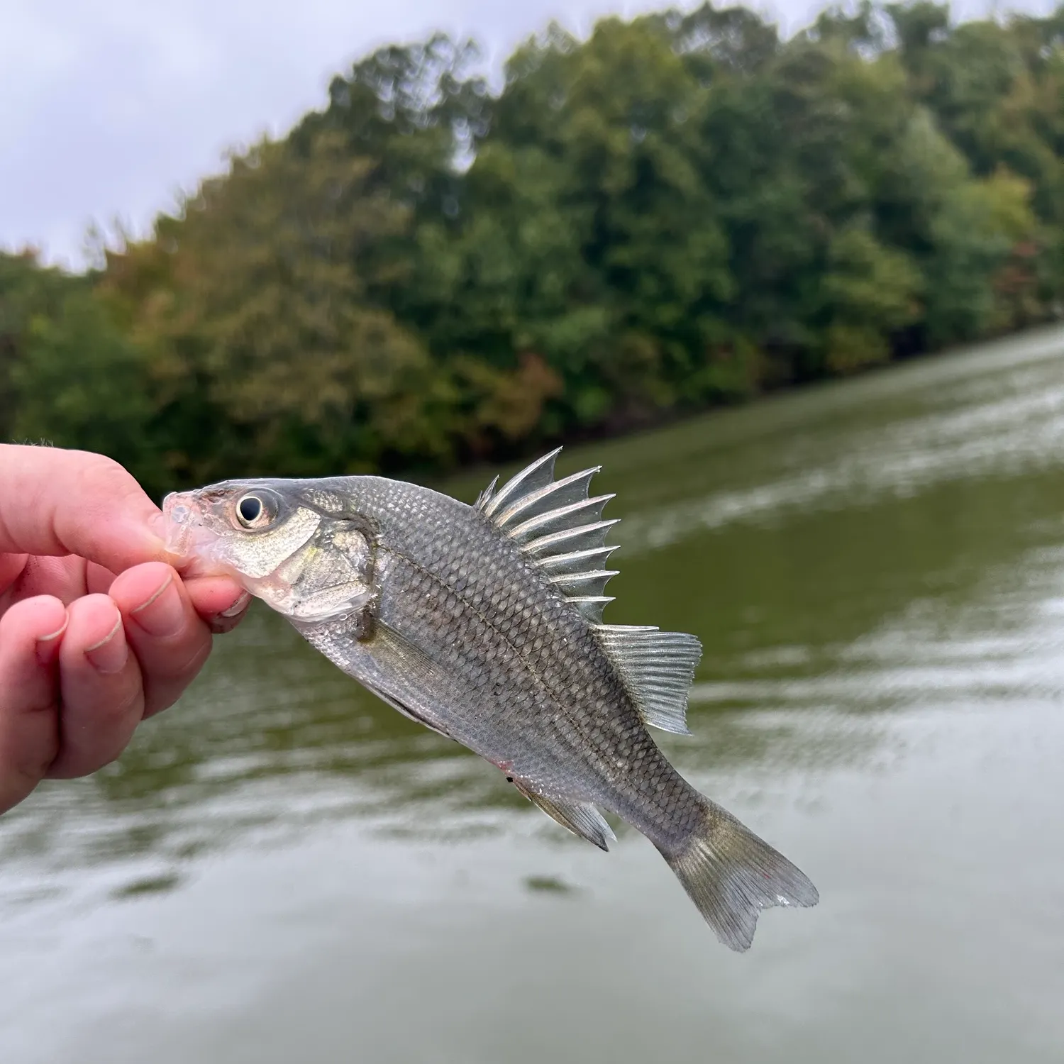 White perch caught on Fishbrain