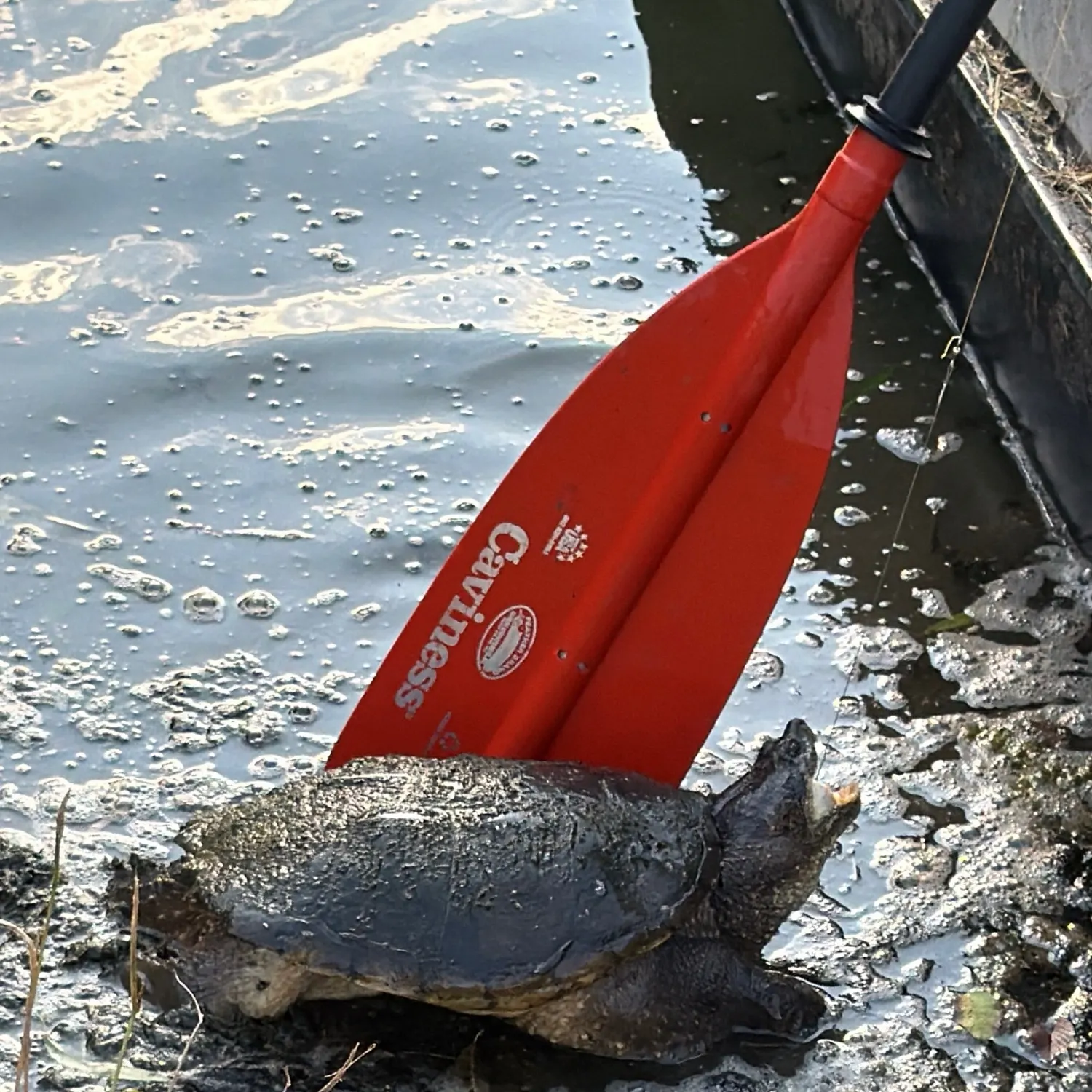 Fish caught on Fishbrain