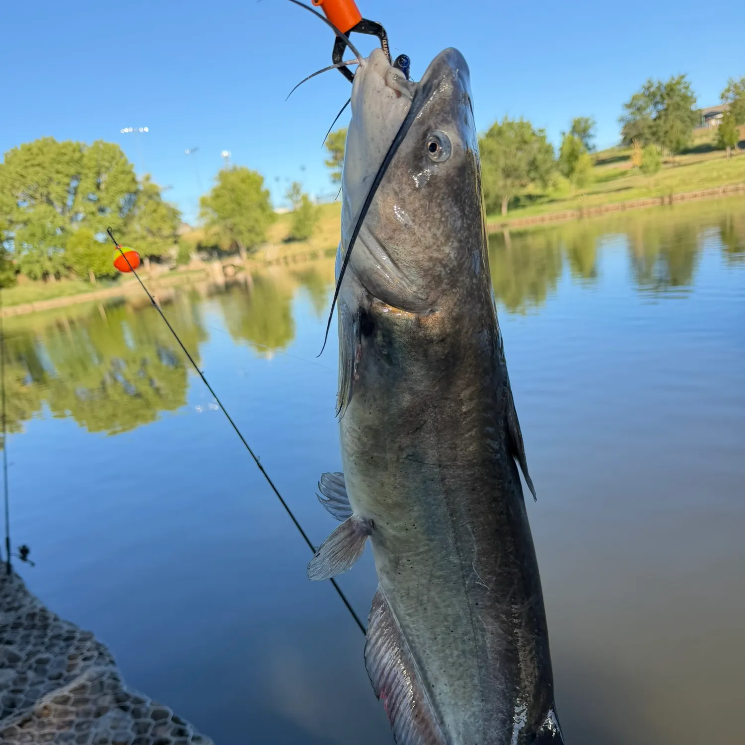 Channel catfish caught on Fishbrain