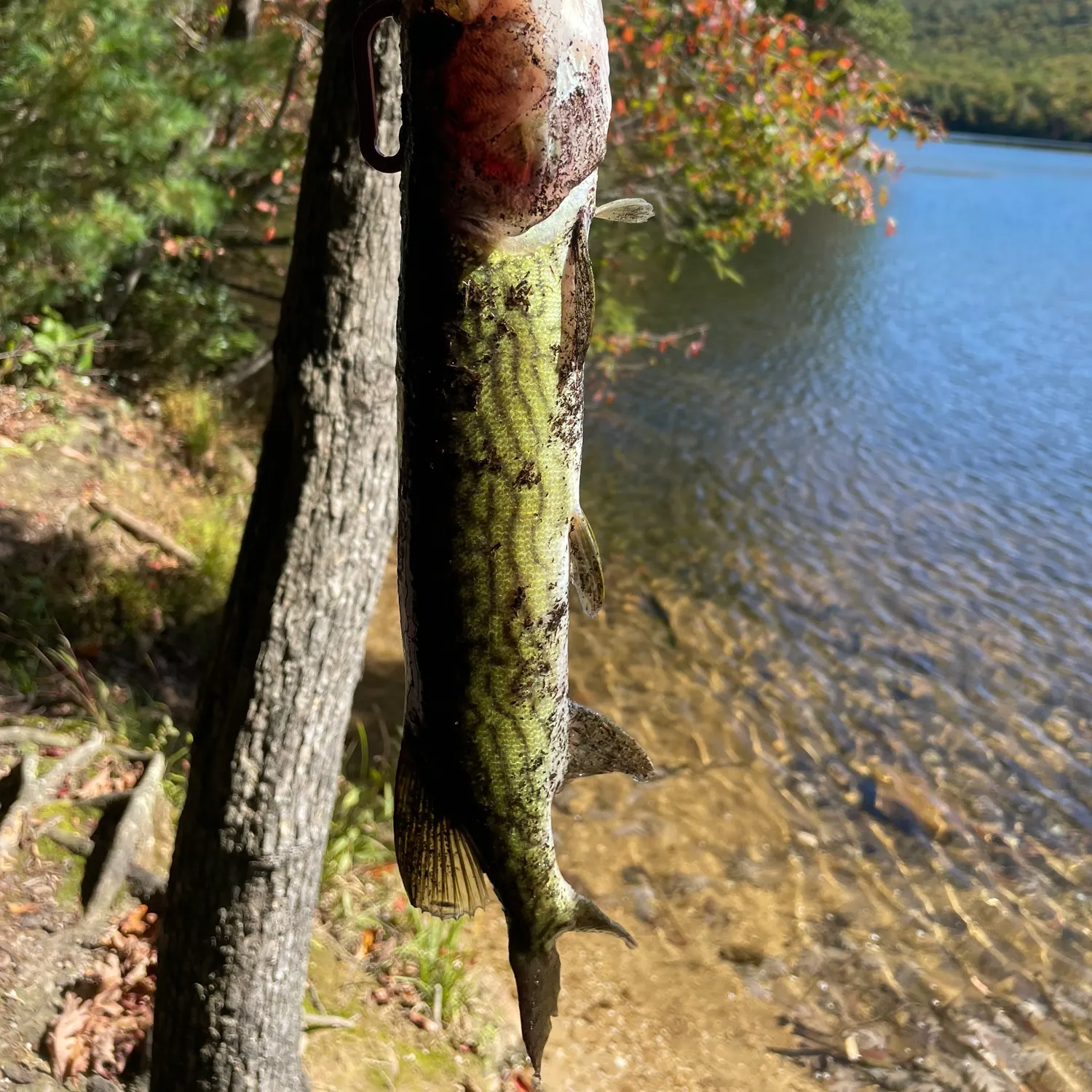Chain pickerel caught on Fishbrain