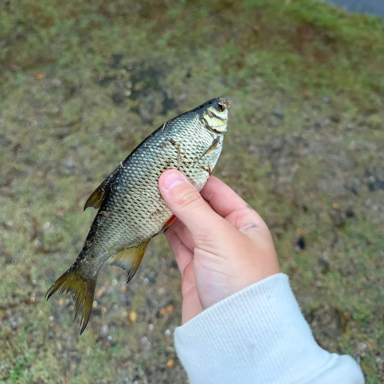 Golden shiner caught on Fishbrain