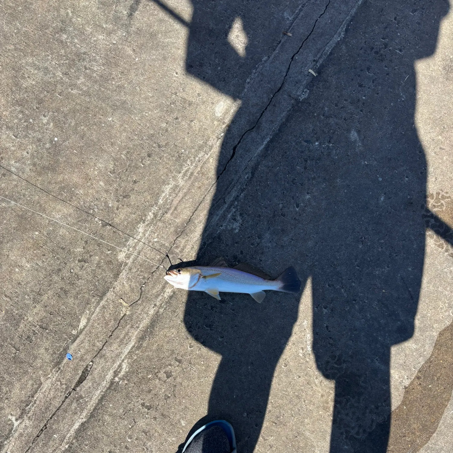 Sand seatrout caught on Fishbrain