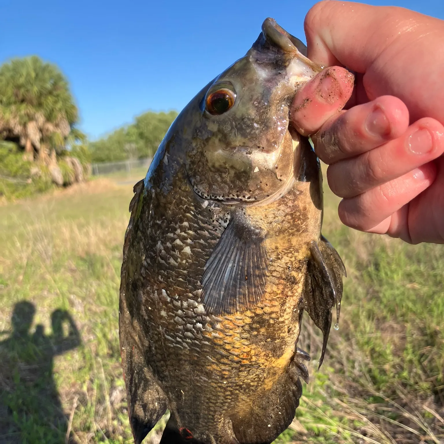 The most recent Oscar catches on Fishbrain