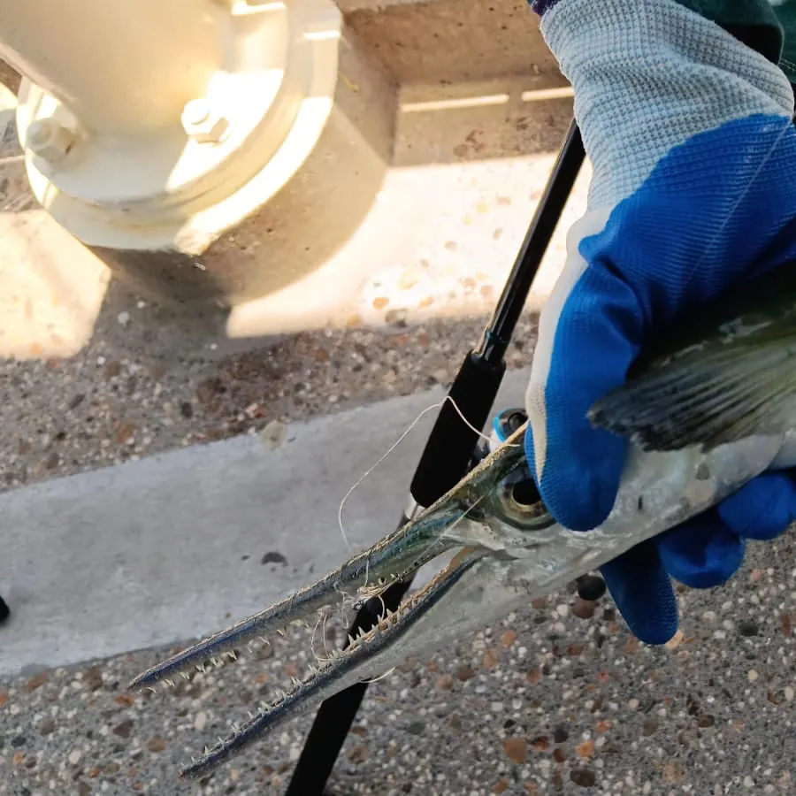 The most recent Flat needlefish catches on Fishbrain