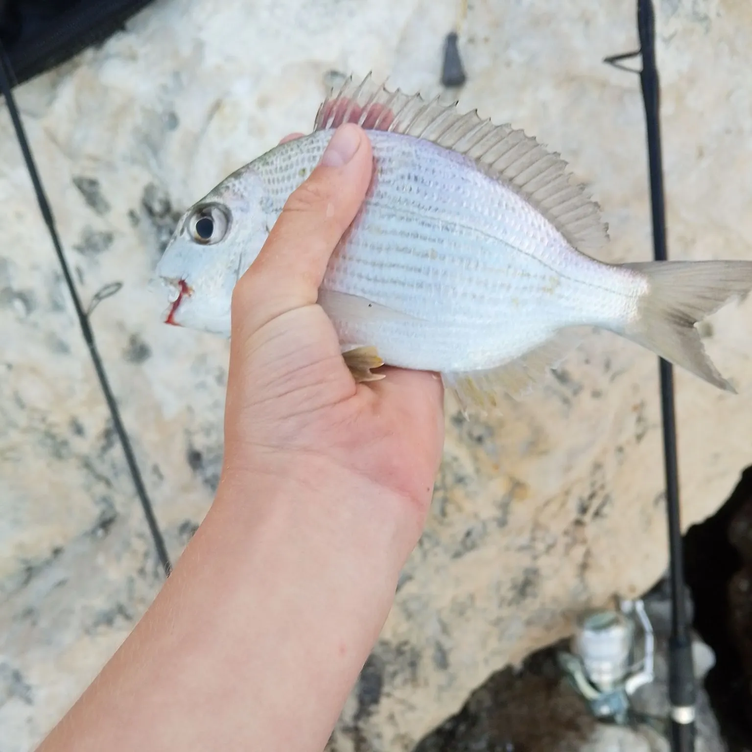 The most recent Goldlined seabream catches on Fishbrain