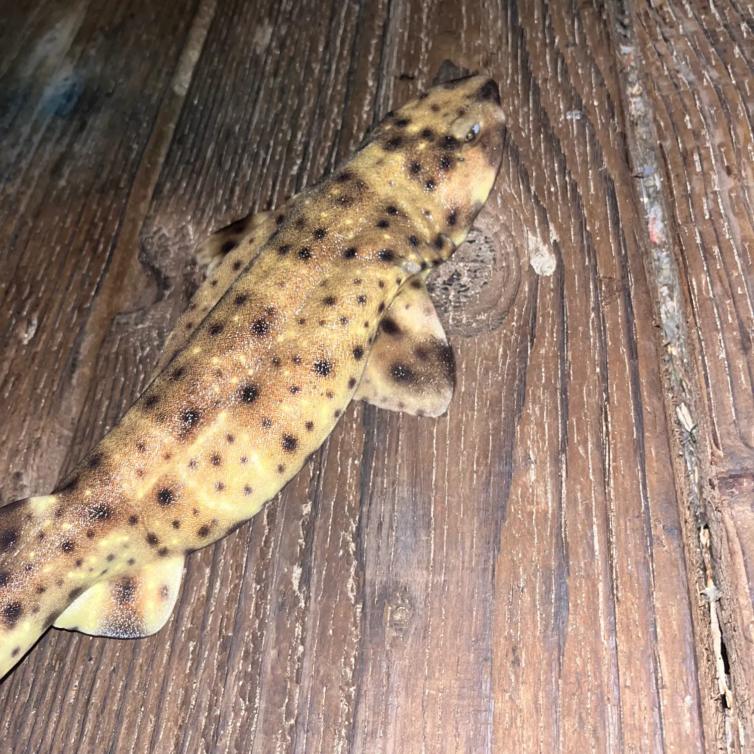 Blotchy swell shark caught on Fishbrain
