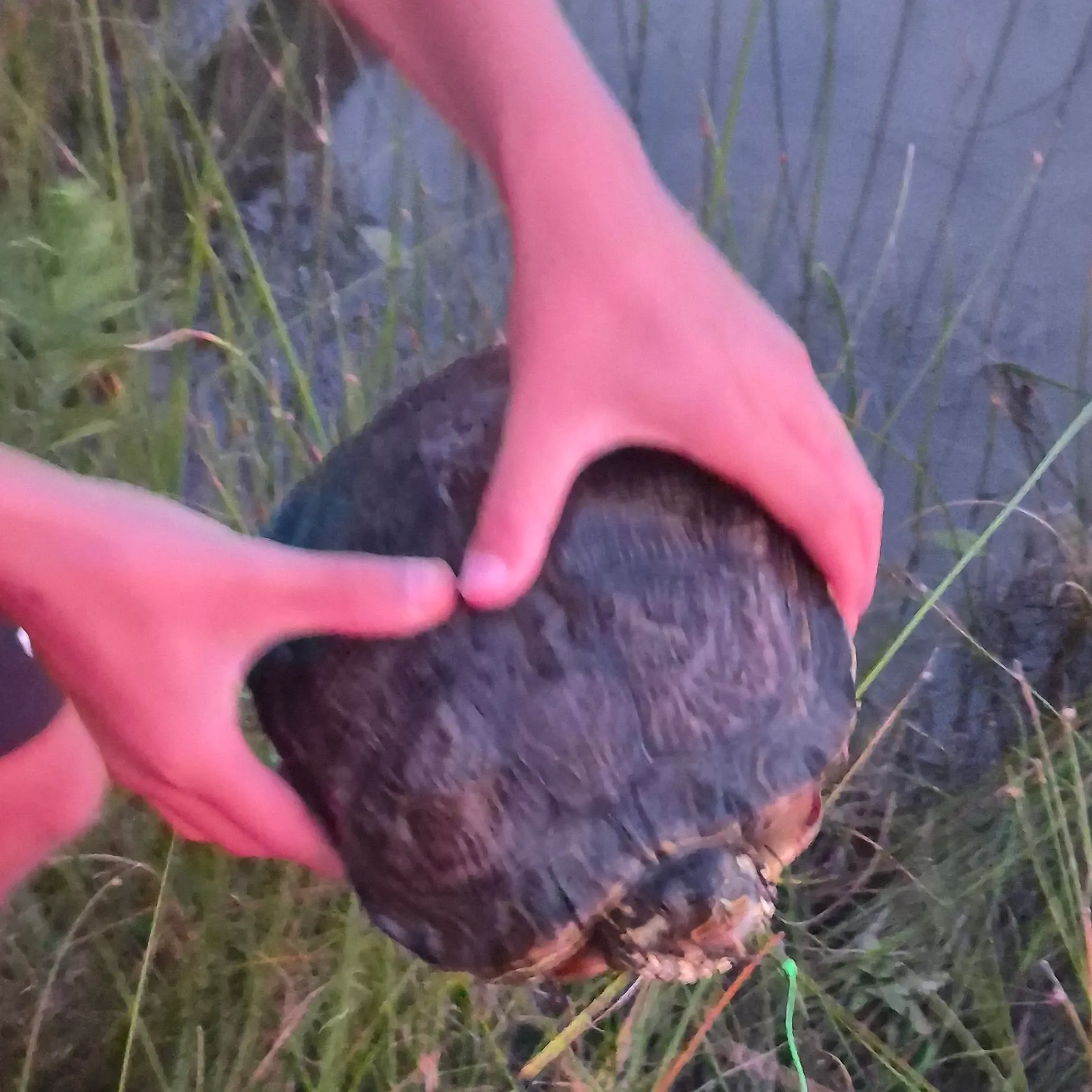 Pond slider turtle caught on Fishbrain