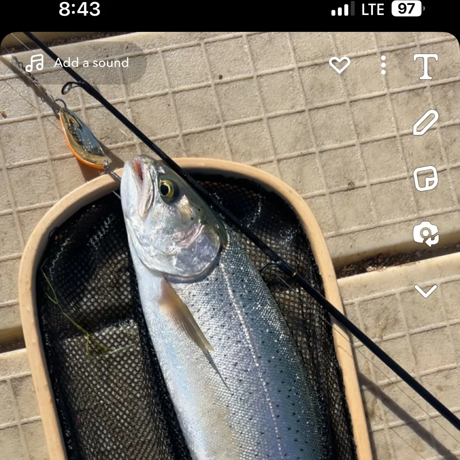 recently logged catches
