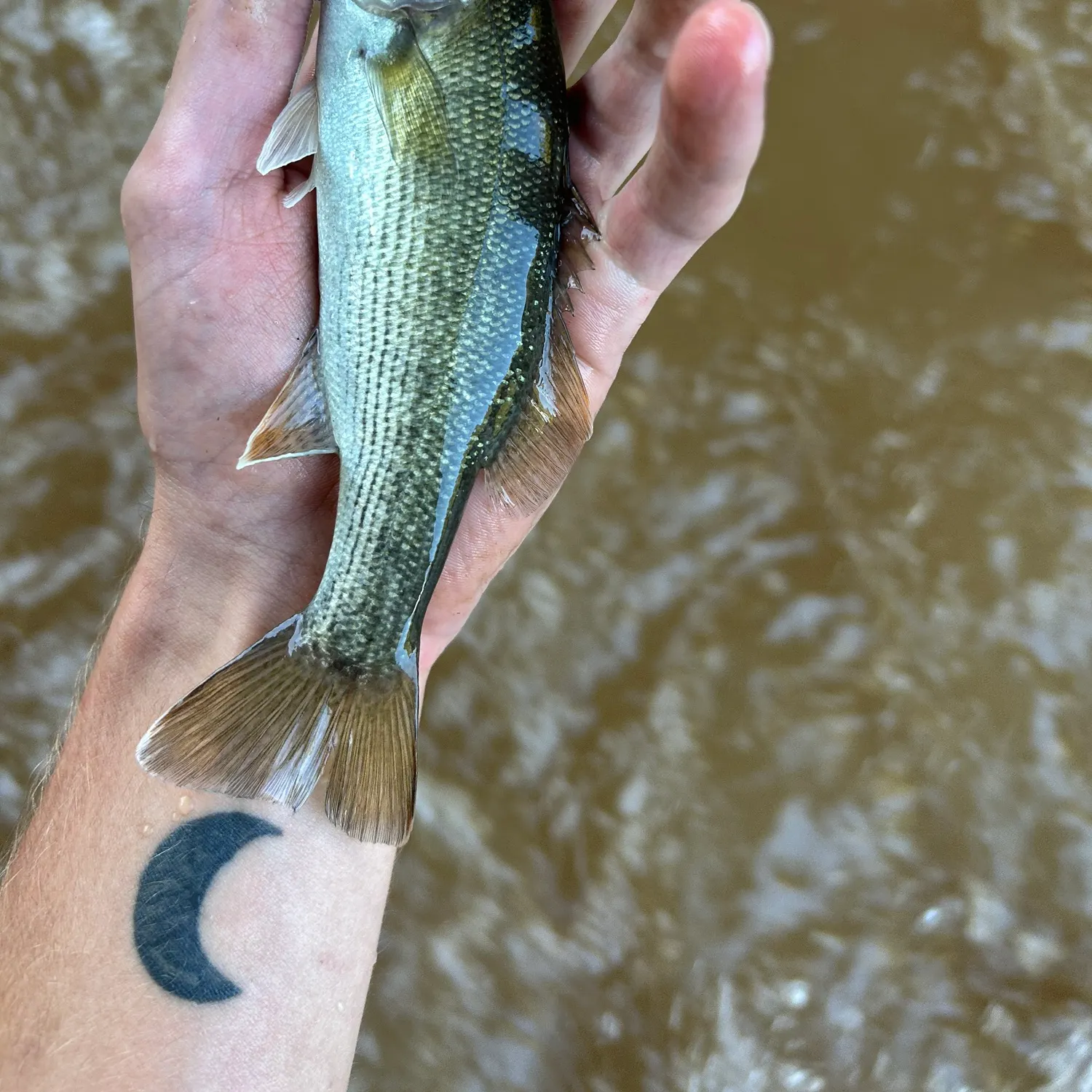 The most recent Altamaha bass catches on Fishbrain