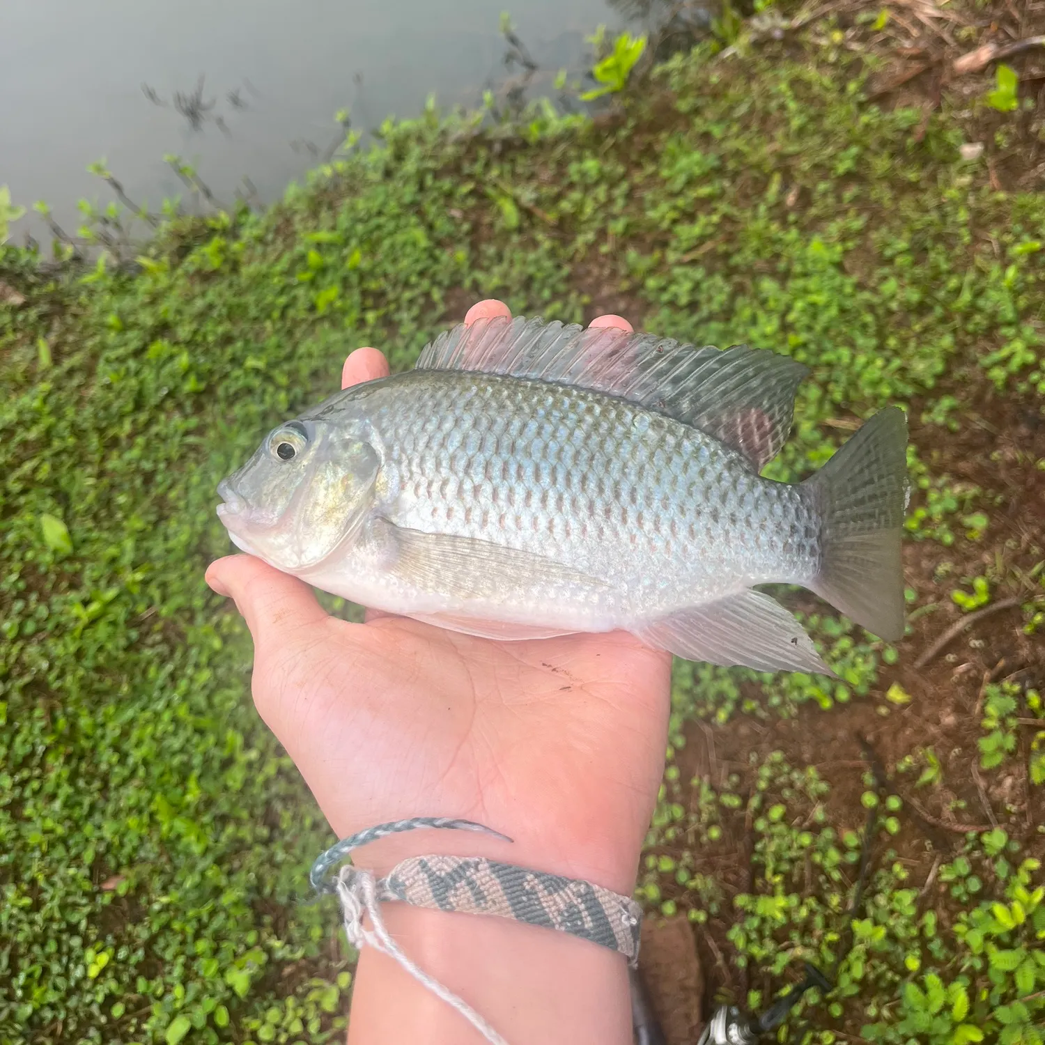 The most recent Nile tilapia catches on Fishbrain