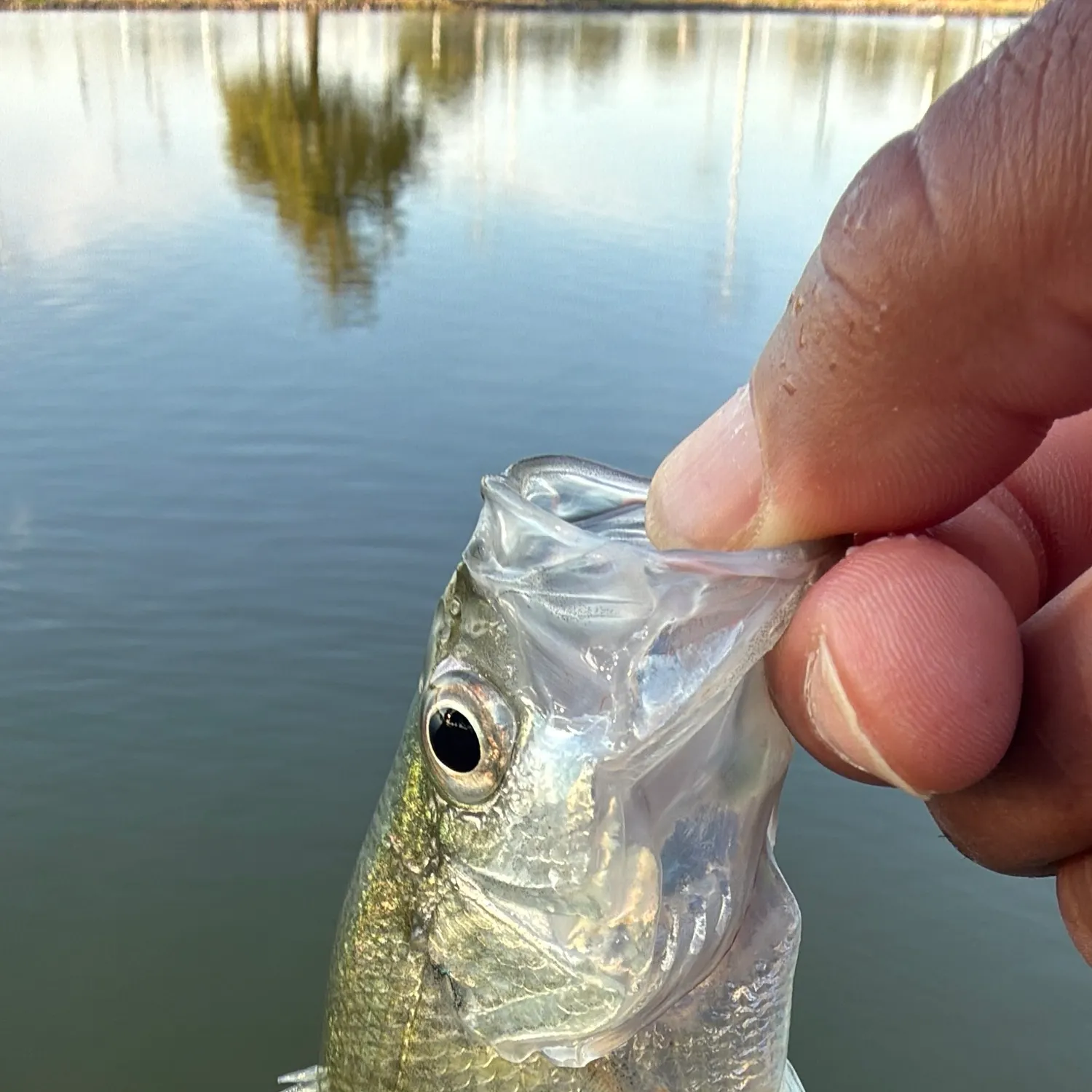 White crappie caught on Fishbrain