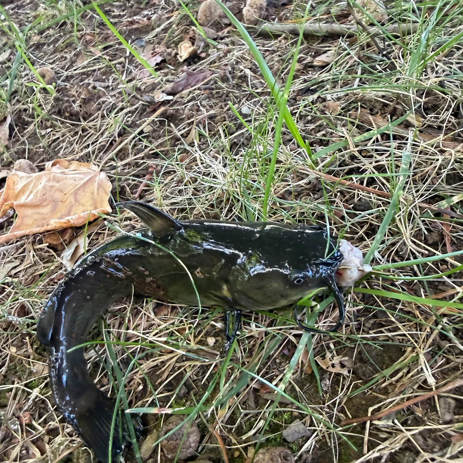 Yellow bullhead caught on Fishbrain