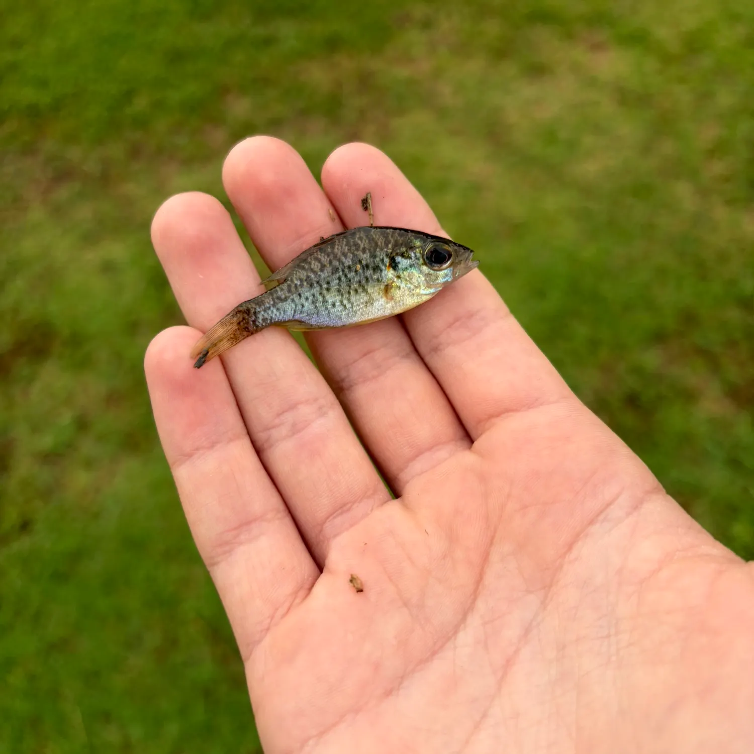 The most recent Redear sunfish catches on Fishbrain