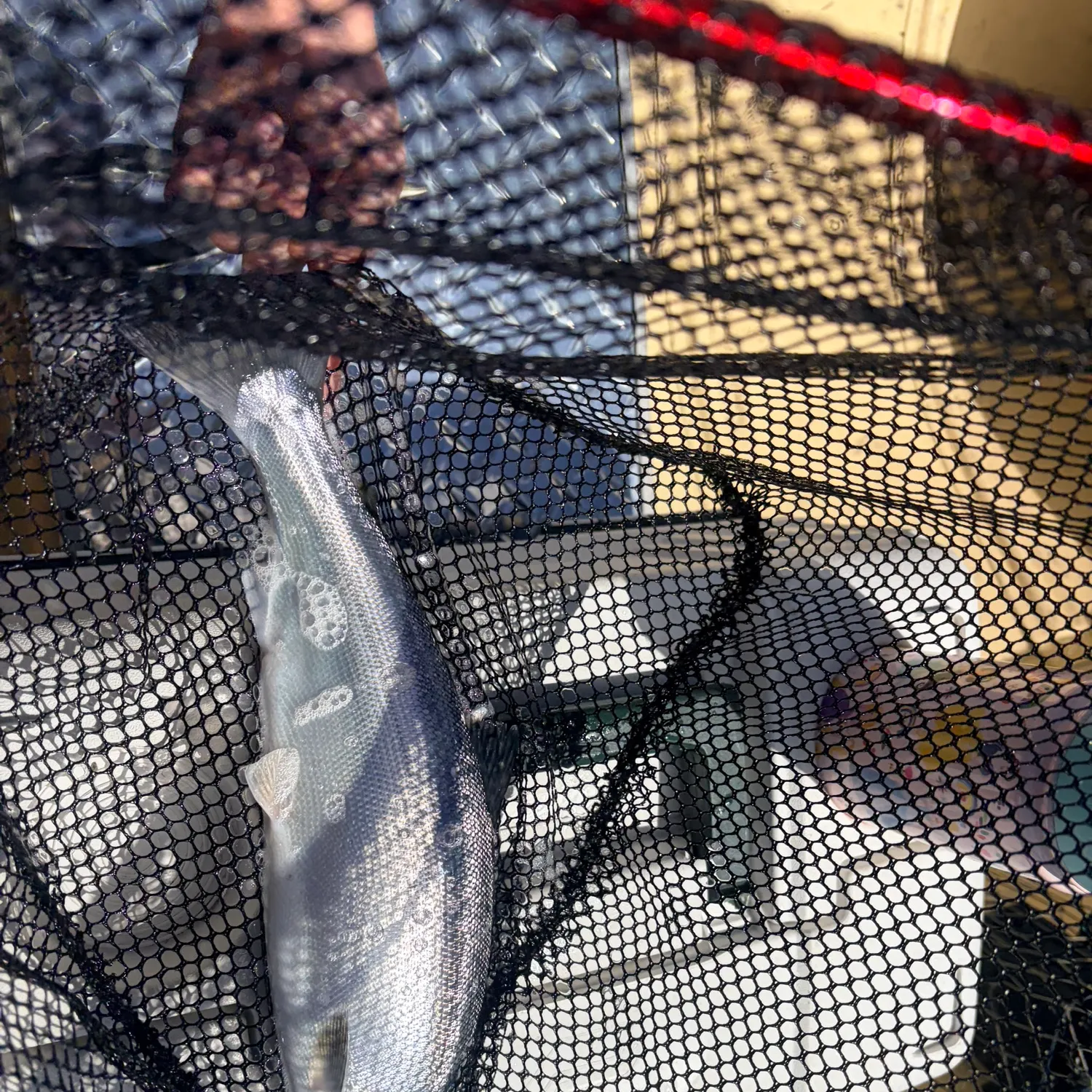 The most recent Kokanee salmon catches on Fishbrain