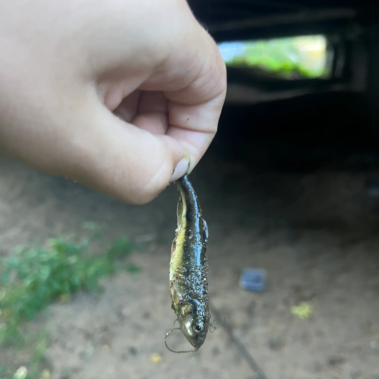 Whiting caught on Fishbrain